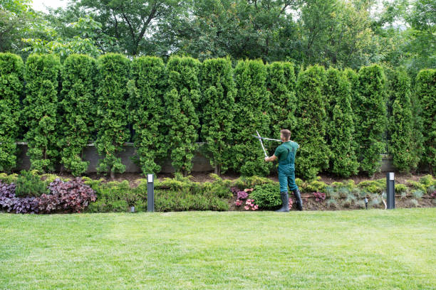 Best Lawn Maintenance Plans  in Beatrice, NE